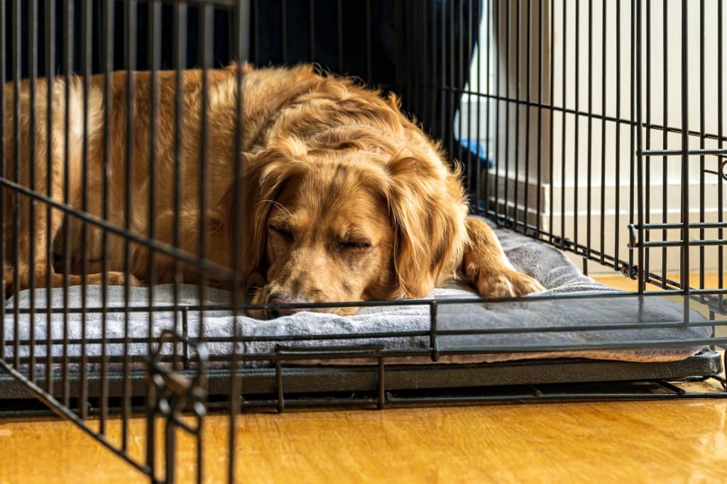 Crate Training Regression During Puppy Growth Spurts