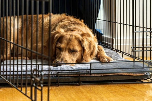 Crate Training Regression During Puppy Growth Spurts