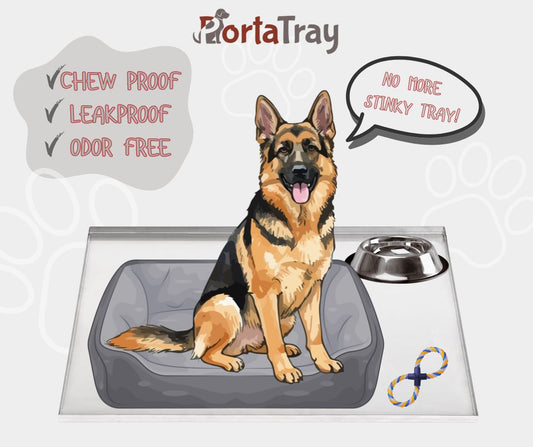How to Clean a Dog Crate During Rainy Spring Weather
